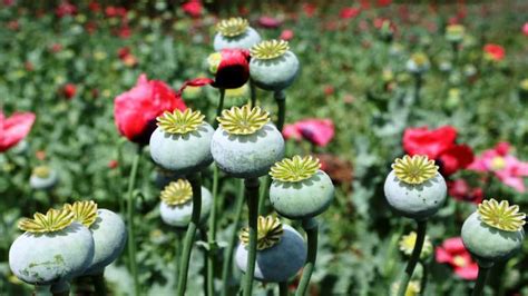 17 Interesting Facts About Opium - OhFact!