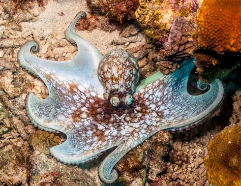 22 Incredible Types of Octopus (Names, Photos & Interesting Facts) - Outforia