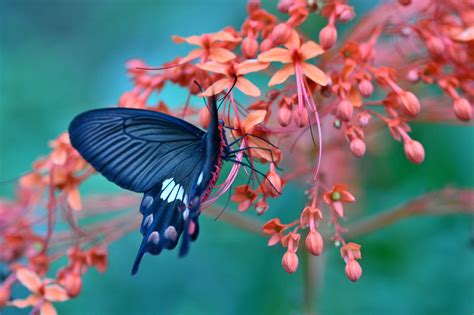 Download Flower Blossom Animal Butterfly HD Wallpaper