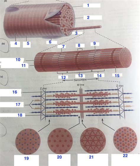 muscle fiber filament - Anatomy Diagram | Quizlet