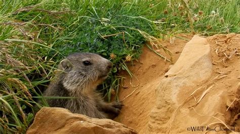 La Marmota (Marmota marmota) - Groundhog - YouTube