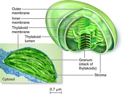 Diagram of Chloroplast | 101 Diagrams