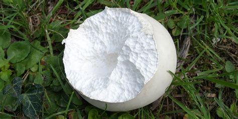 Puffball Mushrooms: The Ultimate Guide | GroCycle