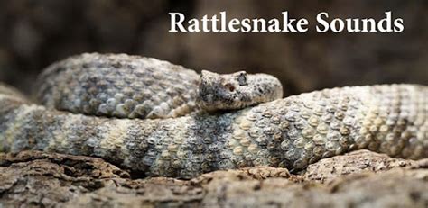 Rattlesnake Sounds Android App