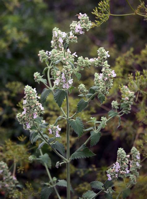 Catmints and catnip: Which is “purrfect” for your garden? | The Drummer and The Wright County ...