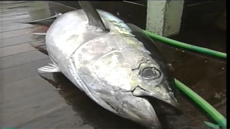 Tuna Longline Fishing - YouTube