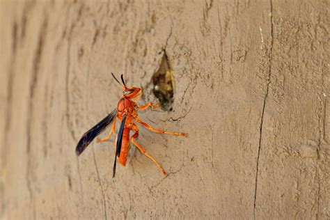 Rick Bragg Takes Revenge On Red Wasps Of Summer