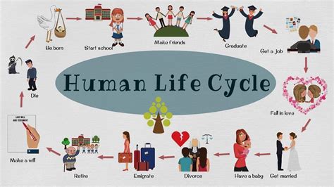 Human Life Cycle
