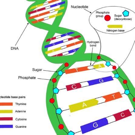 DNA helical structure. | Download Scientific Diagram