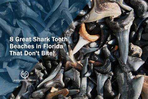 8 Great Shark Tooth Beaches in Florida That Don't Bite! East Coast Beaches, Gulf Coast, Florida ...