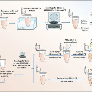 Detailed steps for immunoprecipitation | Download Scientific Diagram