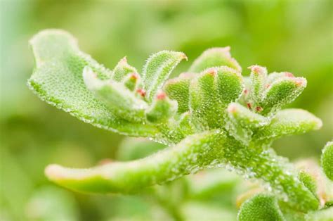 Common Ice Plant: How to Grow This Unique and Tasty Veggie