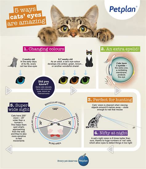 Cat eye problems: an owner’s guide | Petplan