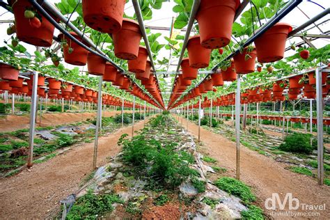 Big Red Strawberry Farm, Cameron Highlands, Malaysia | Worldwide ...