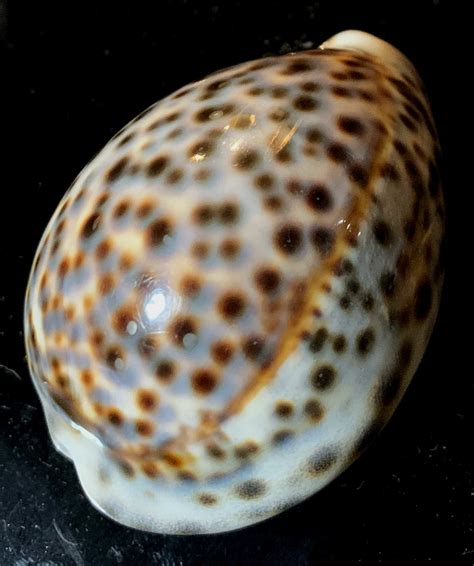 Cowrie Shell | Collectors Weekly