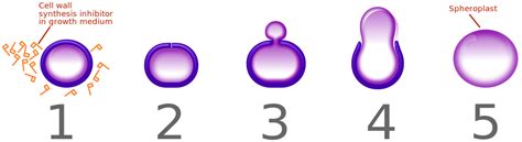 File:Penicillin spheroplast generation horizontal.svg - Wikimedia Commons