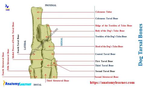 Dog Tarsal Bones - Canine Tarsus Anatomy with Diagram » AnatomyLearner >> Veterinary Anatomy ...