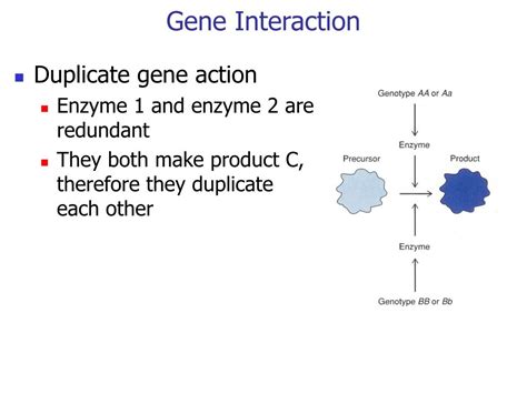 PPT - Epistatic Gene Interactions PowerPoint Presentation, free download - ID:306377