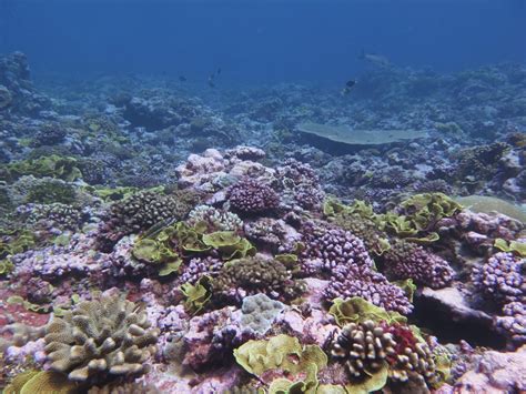 Resilience and Stability on Palmyra's Coral Reefs - Cool Green Science