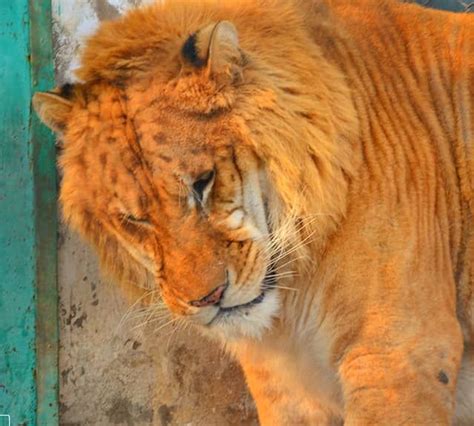 Liger vs Tigon | Big cat species, Cat species, Liger