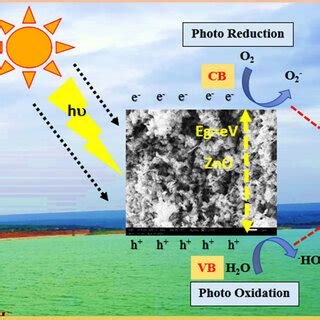 Schematic representation of photocatalytic degradation mechanism. | Download Scientific Diagram