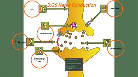 03.05 Nerve Conduction by Filoude Jean-Louis on Prezi