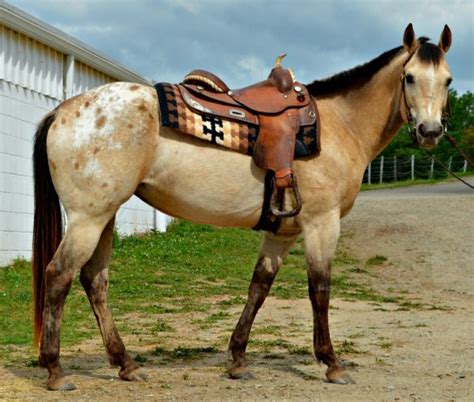 Buckskin Quarter Horse Gelding For Sale In Nc Cheap