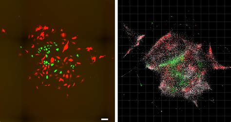 A chemical approach to imaging cells from the inside | Science Codex