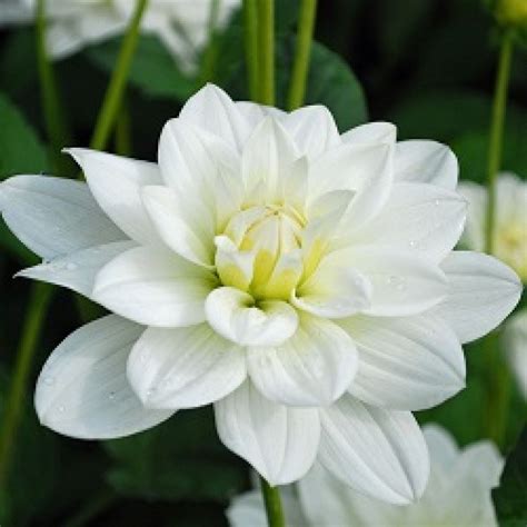 Buy Dahlia White Plant online india at cheap price on plantsguru.com