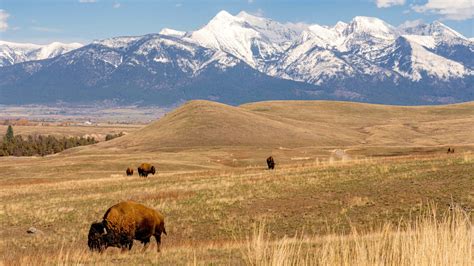 The National Bison Range: Montana’s Other “Crown Jewel”