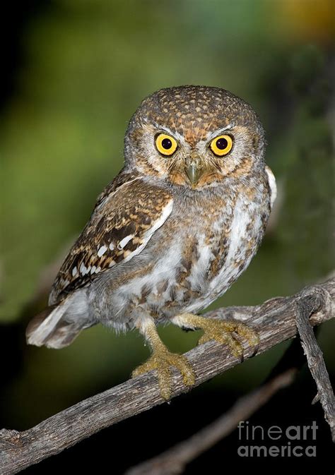 Elf Owl Photograph by Anthony Mercieca - Fine Art America