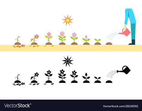 Time lapse flower plant growing in art Royalty Free Vector