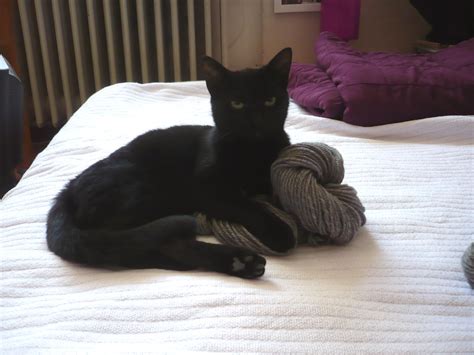 YlviLovesYarn | Black Cat hugs a skein of grey handspun yarn… | eidechse | Flickr