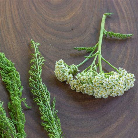 Cooking With Yarrow - Forager | Chef