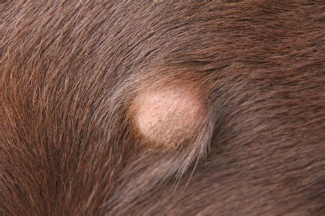 Button tumor (histiocytoma on labrador retriever | Pets, People and, Life