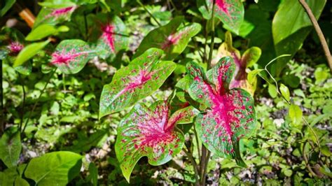 How to Plant Caladium Bulbs - The Easy Way