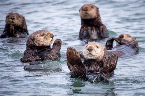 Sea Otters: Incredibly Cute. Incredibly Important. – 4ocean