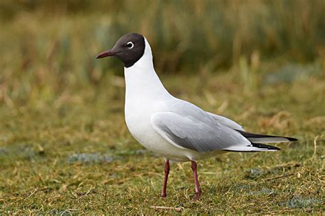 Black-headed Gull by Fausto Riccioni - BirdGuides