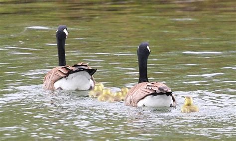 Geese and babies swimming away | Baby swim, Baby goose, Swimming