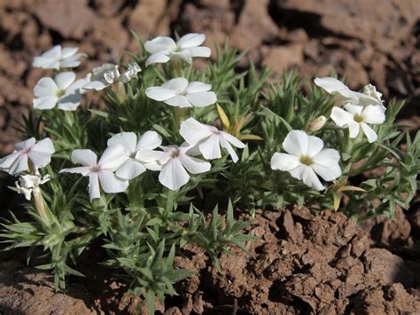 carpet phlox, Phlox hoodii subsp. canescens | carpet phlox, … | Flickr