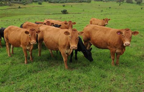 Limousins on the move | NSW