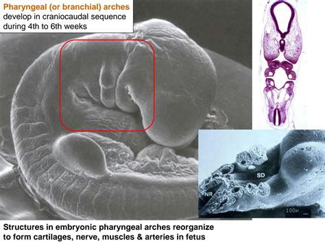 SOLUTION: Embryology of pharyngeal apparatus - Studypool