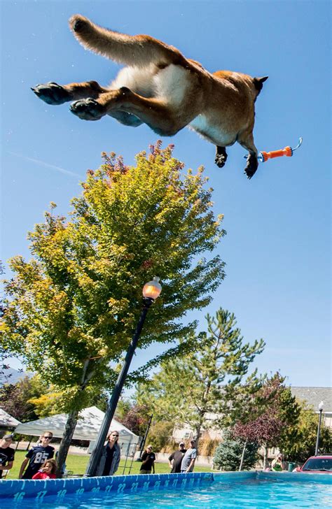 Splash Dog National Championships sees owners send their pooches into ...