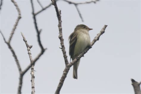 Alder Flycatcher | Great Bird Pics