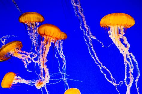 Behind the Scenes With the Monterey Bay Aquarium's Master of Jellyfish | WIRED