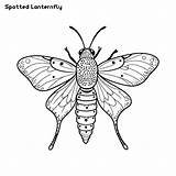 Premium Vector  Spotted Lanternfly Butterfly Moth Hand Drawing sketch template