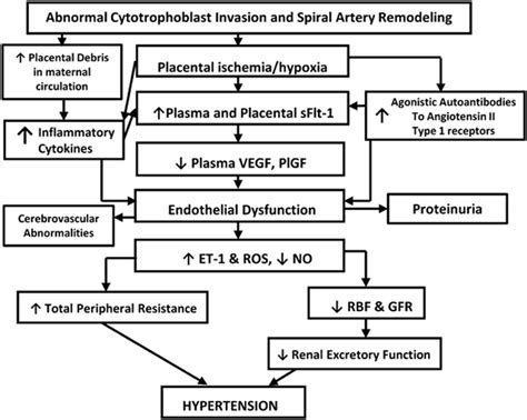 What Is The Pathophysiology Of Preeclampsia - Pictures