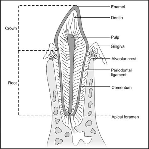 Cementum Histology