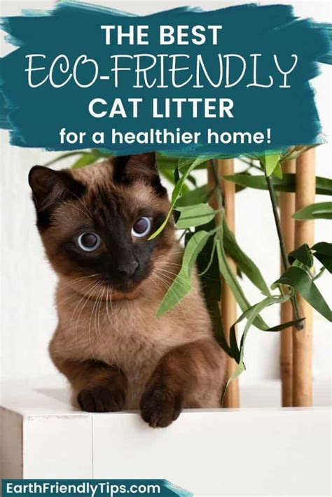 The Best Natural Cat Litter in 2024 - Earth Friendly Tips