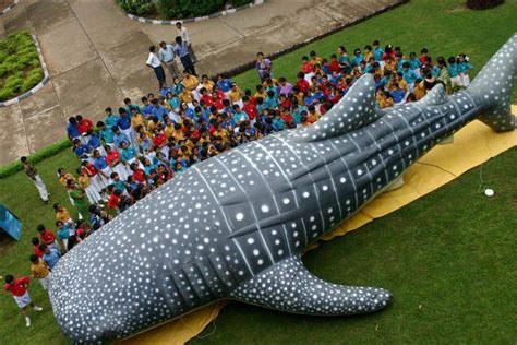 Whale shark conservation, India | Whitley Award